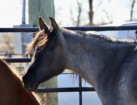 HorseID: 2304761 Perfect Harmony - PhotoID: 1097376