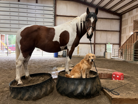 HorseID: 2304943 Sedona - PhotoID: 1097697