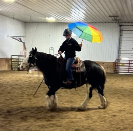 HorseID: 2305023 Feathered Gold Denali - PhotoID: 1088217