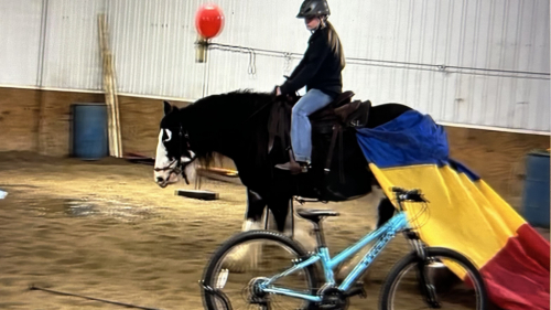 HorseID: 2305023 Feathered Gold Denali - PhotoID: 1088218