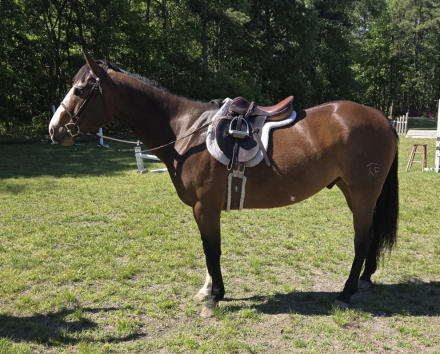 HorseID: 2305038 AZURE TWO - PhotoID: 1098399