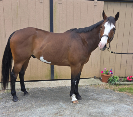 HorseID: 2305038 AZURE TWO - PhotoID: 1098400