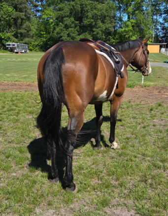 HorseID: 2305038 AZURE TWO - PhotoID: 1098401