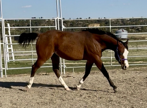 HorseID: 2305239 Pretty Epic - PhotoID: 1097381