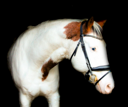 HorseID: 2305301 Nacona - PhotoID: 1096467