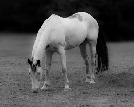 HorseID: 2305301 Nacona - PhotoID: 1099120