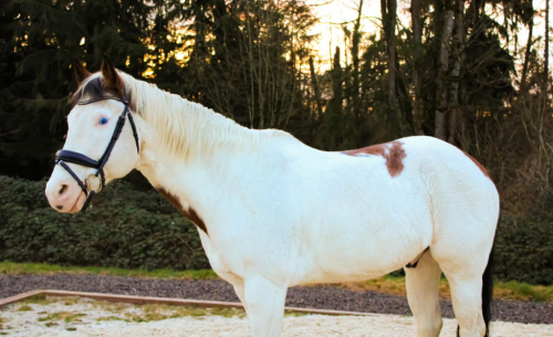 HorseID: 2305301 Nacona - PhotoID: 1099121