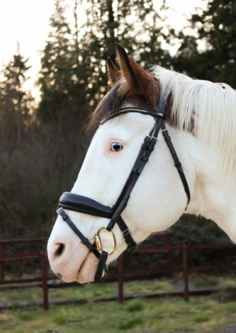 HorseID: 2305301 Nacona - PhotoID: 1099122