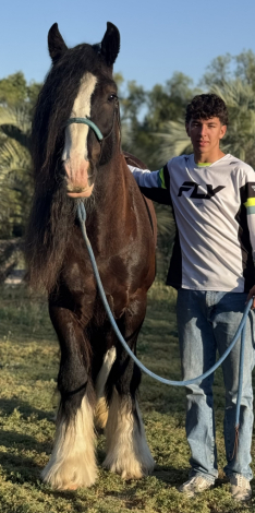 HorseID: 2305423 Magnum Opus - PhotoID: 1095289