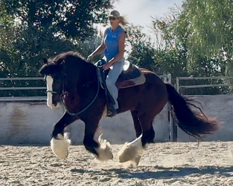 HorseID: 2305423 Magnum Opus - PhotoID: 1095290
