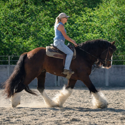 HorseID: 2305423 Magnum Opus - PhotoID: 1095292