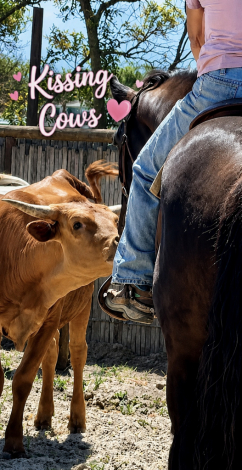 HorseID: 2305423 Magnum Opus - PhotoID: 1095292