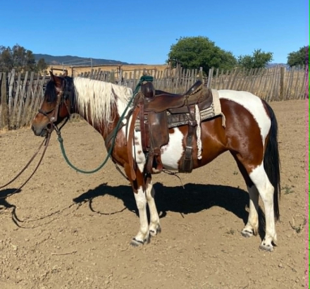 HorseID: 2305448 HONEY - PhotoID: 1099035