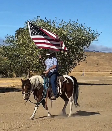 HorseID: 2305448 HONEY - PhotoID: 1099036