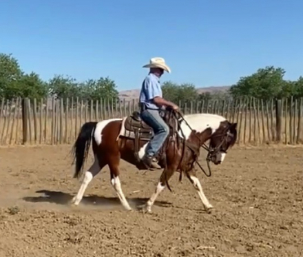 HorseID: 2305448 HONEY - PhotoID: 1099037