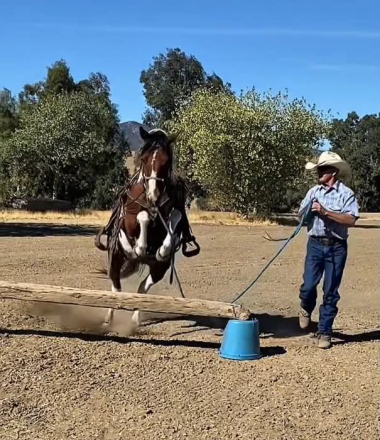 HorseID: 2305448 HONEY - PhotoID: 1099038