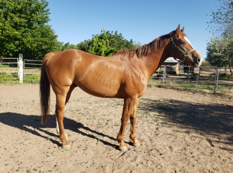 HorseID: 2305502 UPDATED Theodore (aka Teddy) - PhotoID: 1098583