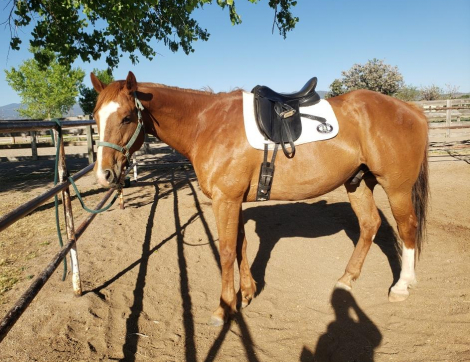 HorseID: 2305502 UPDATED Theodore (aka Teddy) - PhotoID: 1098584
