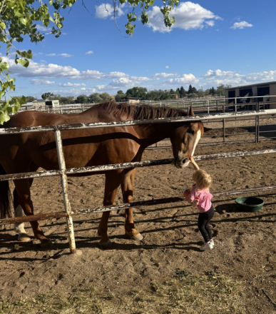 HorseID: 2305502 UPDATED Theodore (aka Teddy) - PhotoID: 1098585