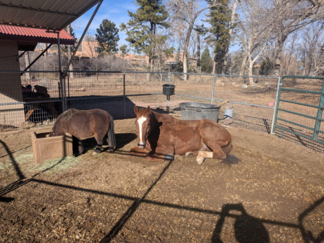 HorseID: 2305502 UPDATED Theodore (aka Teddy) - PhotoID: 1098586