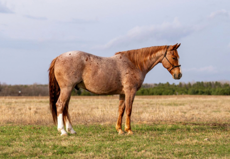 HorseID: 2305572 SMART ROYAL SPOON - PhotoID: 1089052