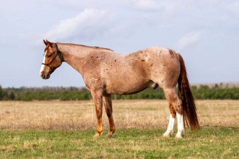 HorseID: 2305572 SMART ROYAL SPOON - PhotoID: 1089053