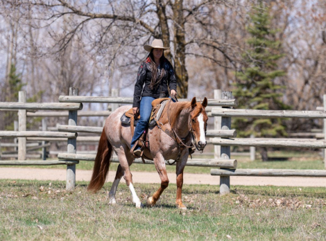 HorseID: 2305572 SMART ROYAL SPOON - PhotoID: 1089056