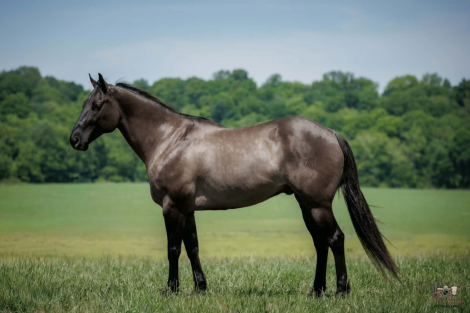 HorseID: 2305574 Laredo - PhotoID: 1089058