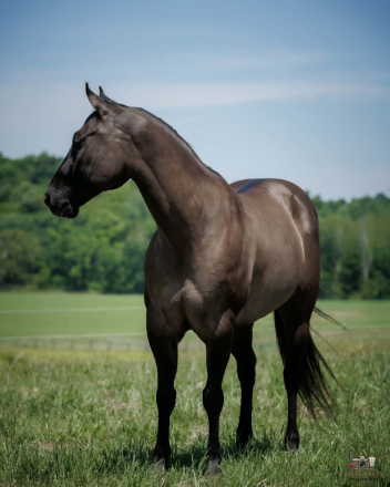 HorseID: 2305574 Laredo - PhotoID: 1097175