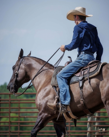 HorseID: 2305574 Laredo - PhotoID: 1097176