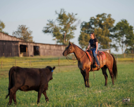 HorseID: 2305574 Laredo - PhotoID: 1097177