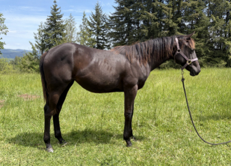 HorseID: 2305628 Slew of whizkey - PhotoID: 1096756