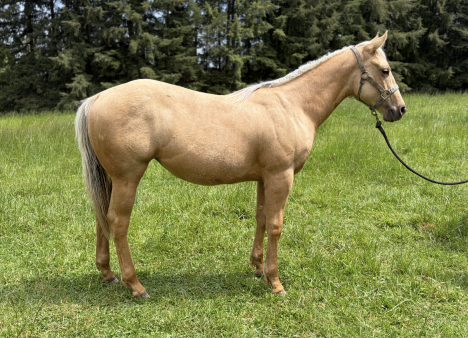 HorseID: 2305635 Leosgirllikeswhizkey - PhotoID: 1096755