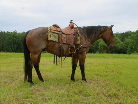 HorseID: 2306083 SMOKE - PhotoID: 1098284