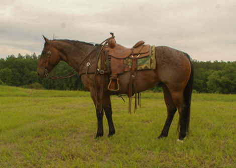 HorseID: 2306083 SMOKE - PhotoID: 1098285