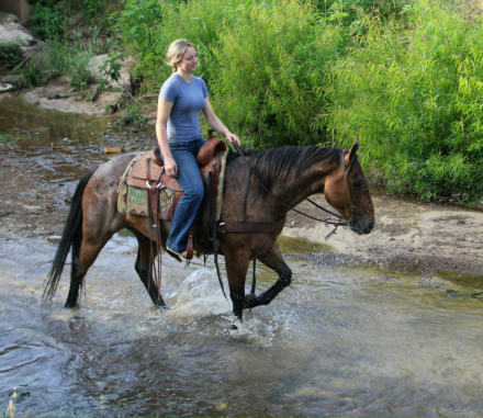 HorseID: 2306083 SMOKE - PhotoID: 1098286