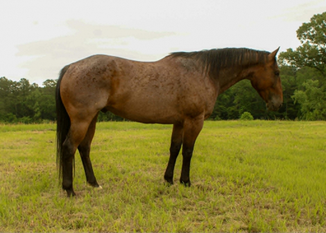 HorseID: 2306083 SMOKE - PhotoID: 1098287