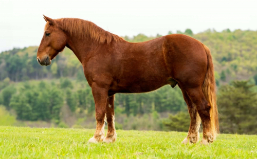HorseID: 2306085 DUKE - PhotoID: 1098382