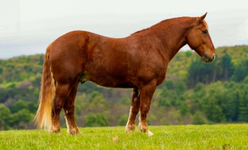 HorseID: 2306085 DUKE - PhotoID: 1098383
