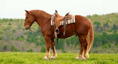 HorseID: 2306085 DUKE - PhotoID: 1098384
