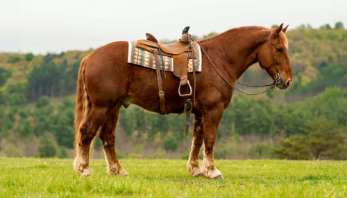 HorseID: 2306085 DUKE - PhotoID: 1098385