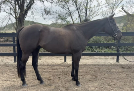 HorseID: 2306439 Tom's Song - PhotoID: 1098042