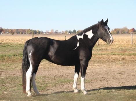 HorseID: 2306526 Kora - PhotoID: 1090244
