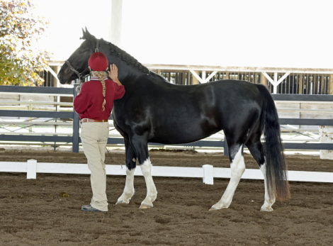 HorseID: 2306526 Kora - PhotoID: 1097724
