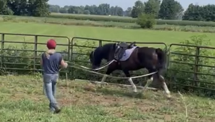 HorseID: 2306526 Kora - PhotoID: 1097726