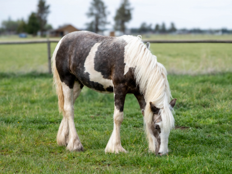 HorseID: 2306621 High Desert Daenerys - PhotoID: 1090373