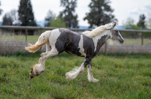 HorseID: 2306621 High Desert Daenerys - PhotoID: 1090374
