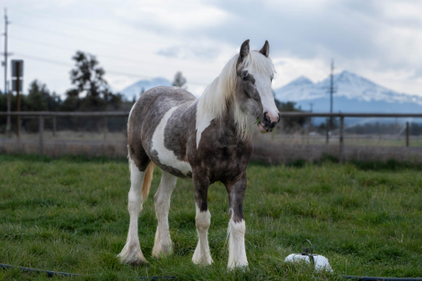 HorseID: 2306621 High Desert Daenerys - PhotoID: 1090375