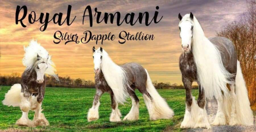 HorseID: 2306621 High Desert Daenerys - PhotoID: 1090376