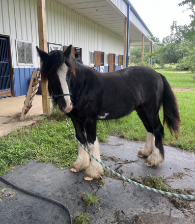HorseID: 2306860 Briar Rose Eugene - PhotoID: 1098561